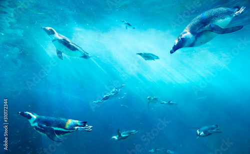 A herd of African Penguins fishing. Ocean underwater with marine animals. Sun rays passing through the water surface. © silvae
