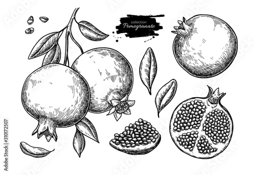 Pomegranate vector drawing. Hand drawn tropical fruit illustration.