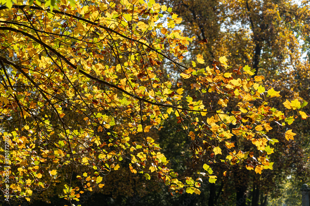 Foliage at fall in the Monza Park Foliage at fall in the Monza Park