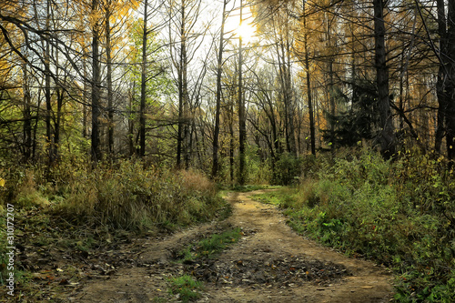 autumn landscape in the park / seasonal yellow landscape sunny park with fallen leaves