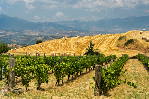 Photos Summer landscape in Calabria, Italy, near Spezzano Albanese