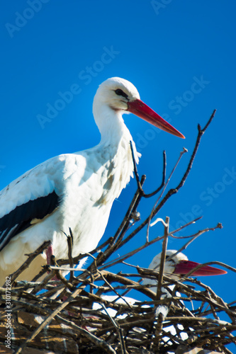Storks in its nest on a sunny winter day