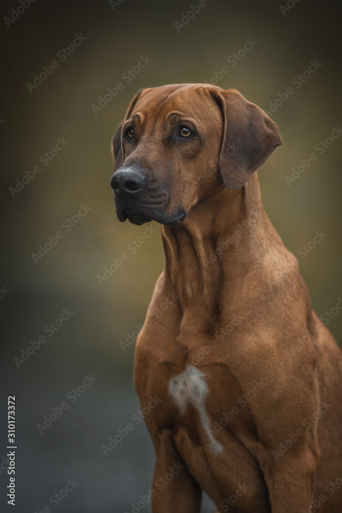 Close up portrait of a rhodesian ridgeback dog.