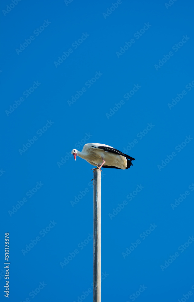 Stork perched on the top of a flagpole on a sunny winter day Stork perched on the top of a flagpole on a sunny winter day