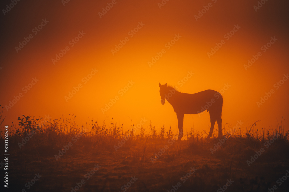 Alone horse grassing on autumn morning meadow. Alone horse grassing on autumn morning meadow.