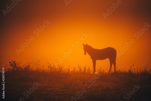 Alone horse grassing on autumn morning meadow.