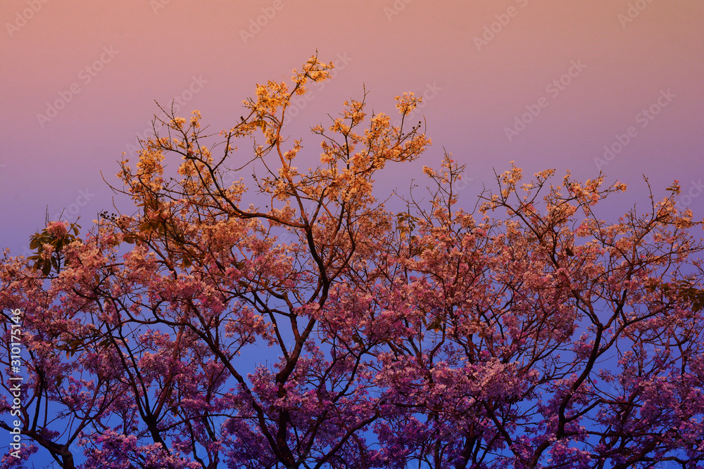 Purple Flowering Tree and The sun passed through the branches Purple Flowering Tree and The sun passed through the branches