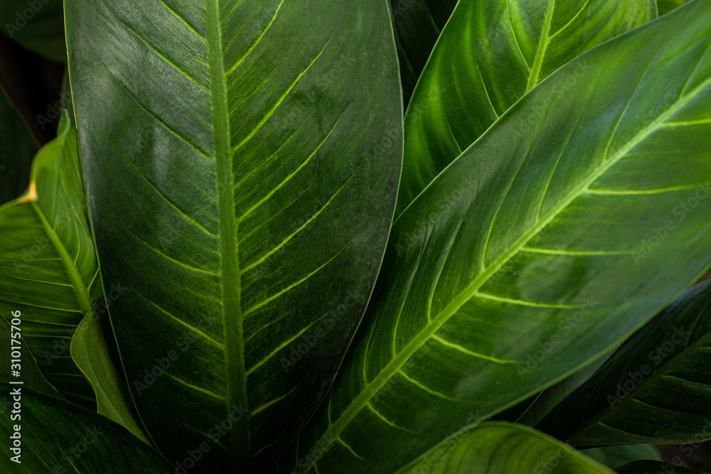 abstract green leaf texture, nature background, tropical leaf abstract green leaf texture, nature background, tropical leaf