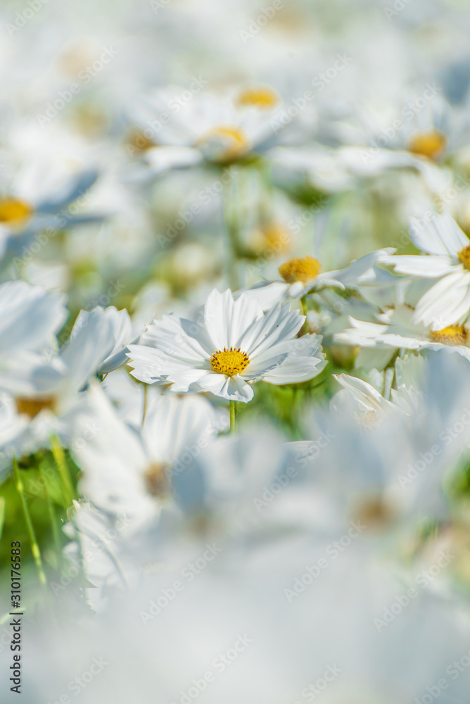 Obraz premium White Purity Cosmos In Garden, White Flowers 