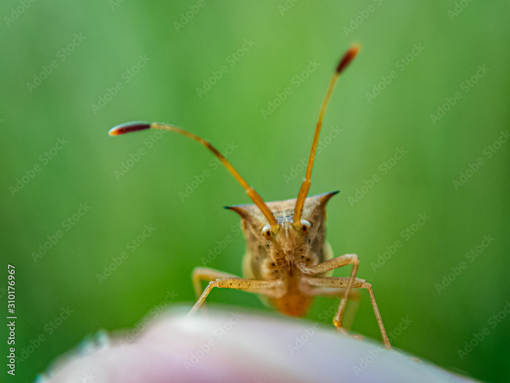 Fototapeta premium Leaf-footed bug (Homoeocerus marginellus) front view super close up