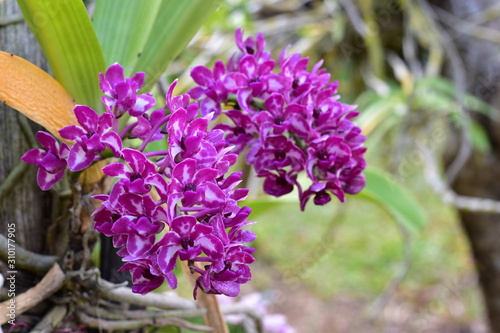 Colorful purple orchid in the garden.