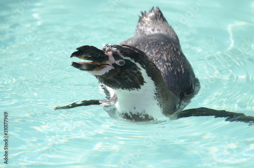 フンボルトペンギン