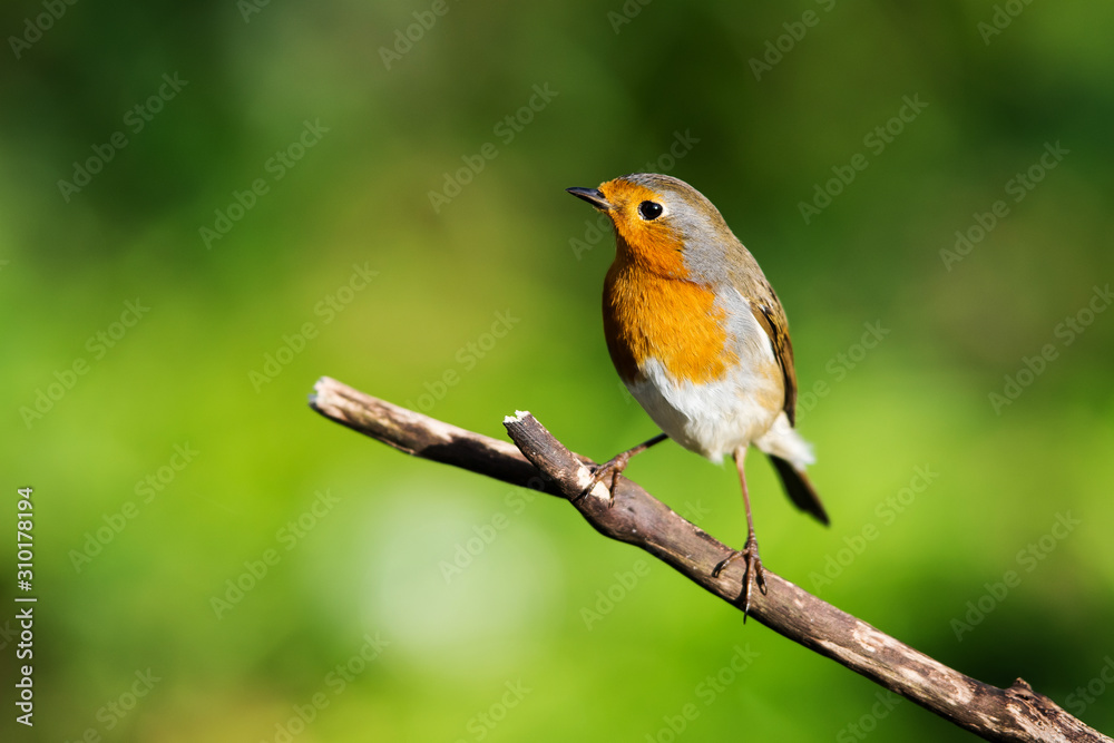 European Robinin in his environment. His Latin name is Erithacus rubecula.