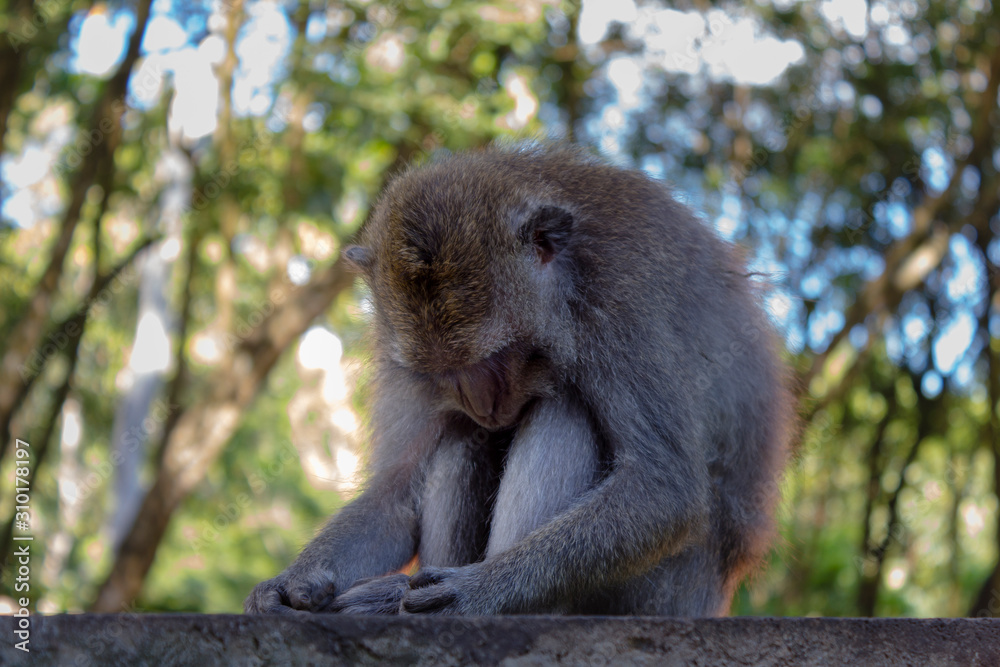 Fototapeta premium Mono durmiendo