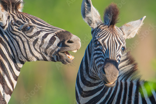 Biting Zebra