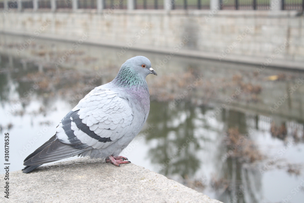 Fototapeta premium close up isolated pigeon on the city embankment of the river, autumn