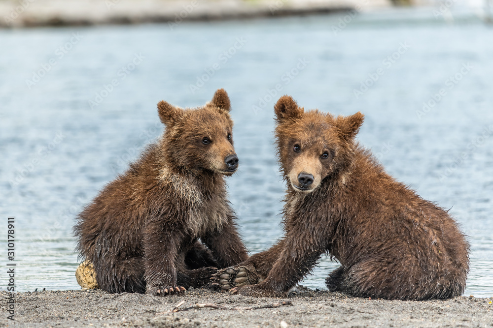 Obraz premium Ruling the landscape, brown bears of Kamchatka (Ursus arctos beringianus)