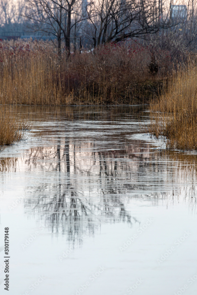 Reflections in Wetlands