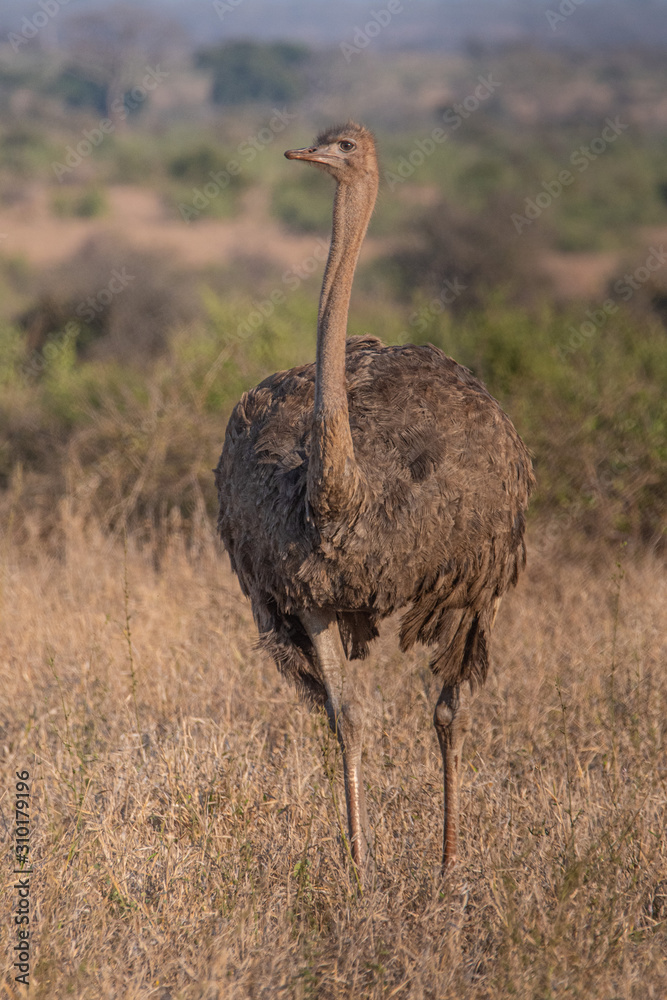 Naklejka premium Ostrich