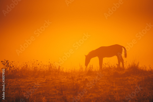 Horse silhouette on morning meadow. Orange photo, edit space.