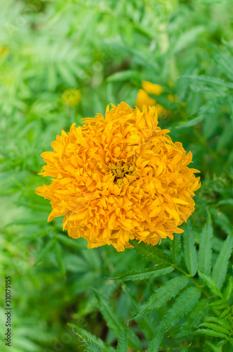 Marigold Flower  botanical name is Tagetes Erecta  is Blooming in Natural Botanical Garden.