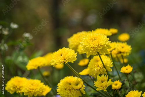  chrysanthemum flower