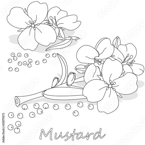 Collection of mustard vector illustrations: mustard seeds, flower, leaves and pod. Isolated on white background.