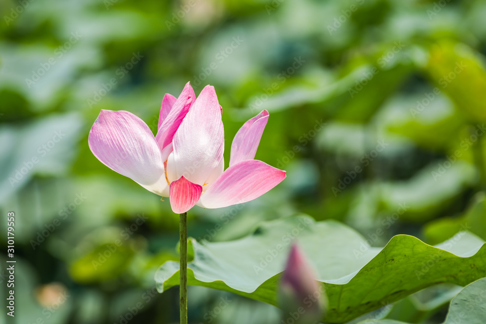 pink Lotus flower pink Lotus flower