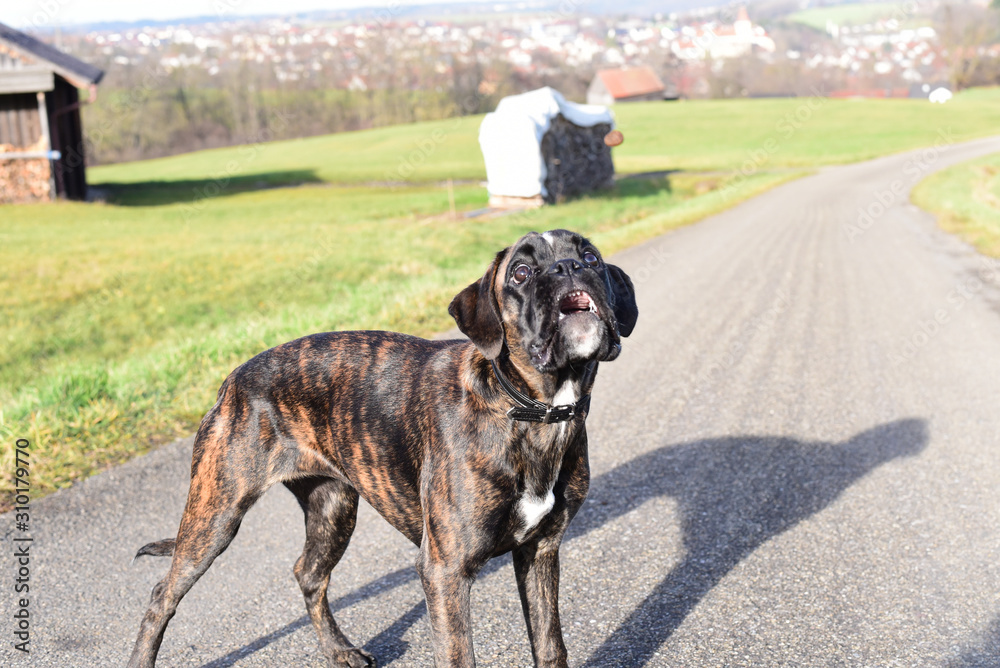 Deutscher Boxer fängt Leckerli Deutscher Boxer fängt Leckerli
