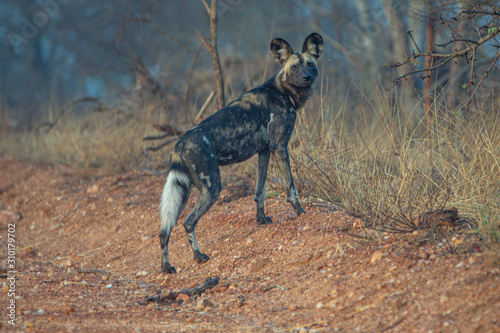 Wild dog or painted wolf