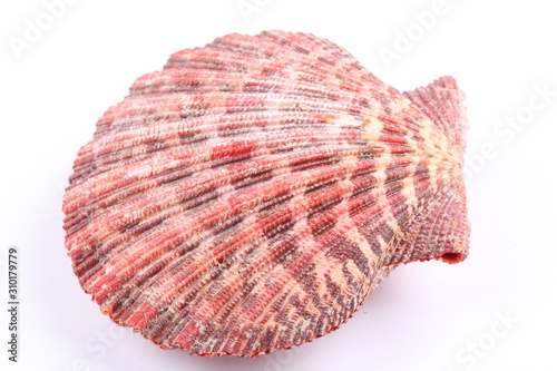 sea shell isolated on white