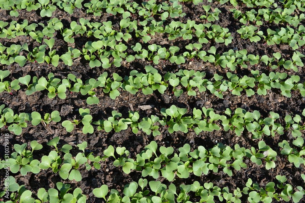 Seedlings sprouting in a vegetable garden Seedlings sprouting in a vegetable garden