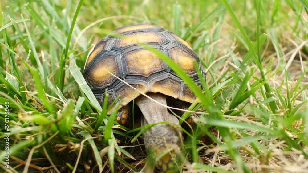 Little Turtle Eating Dry Grass in a Green Garden Little Turtle Eating Dry Grass in a Green Garden