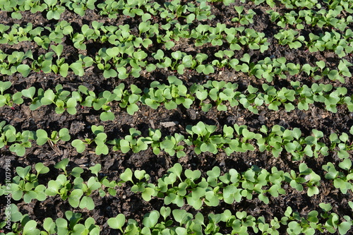 Seedlings sprouting in a vegetable garden