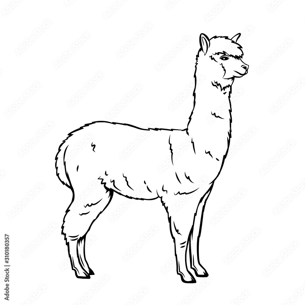 Alpaca animal icon