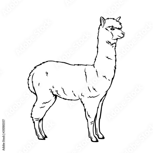 Alpaca animal icon