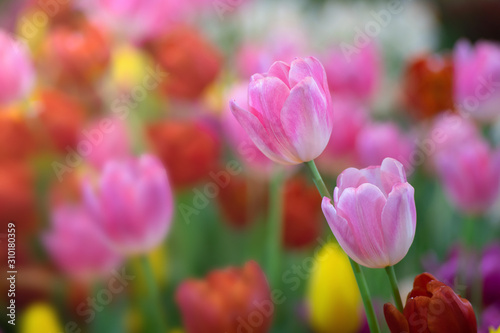 Pink tulip flowers against sunlight as floral background