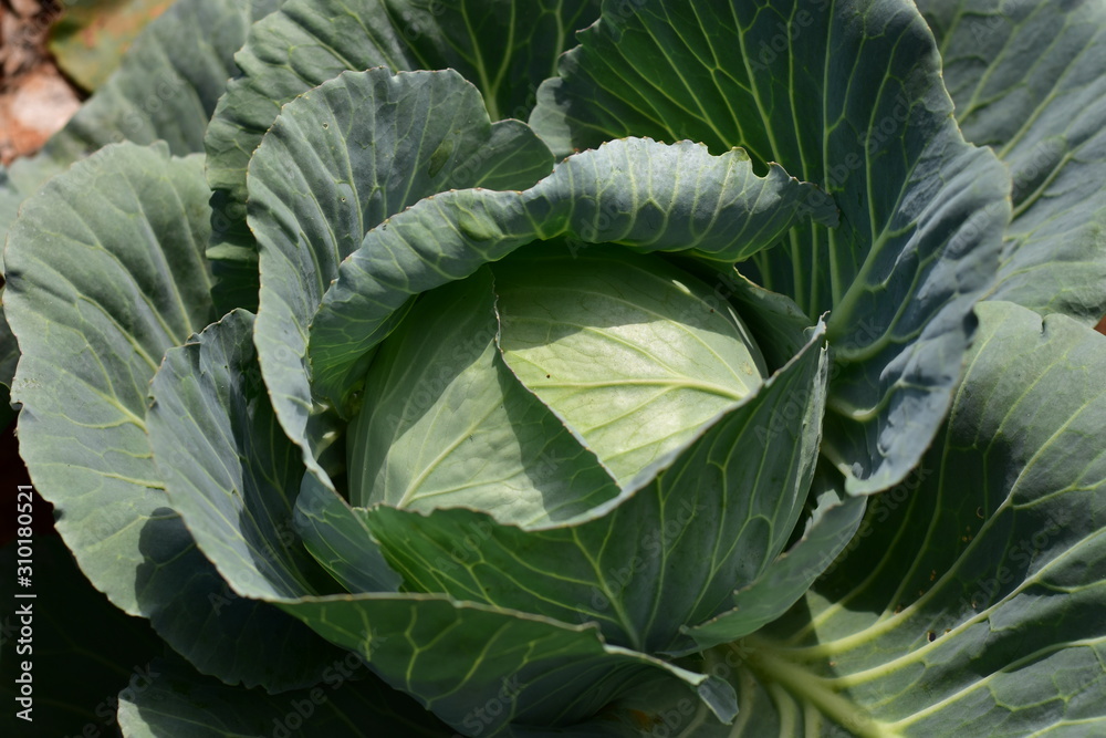 Obraz premium head of cabbage in the garden