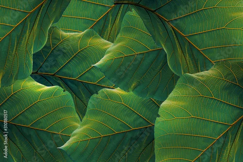 Obraz tropikalne liście