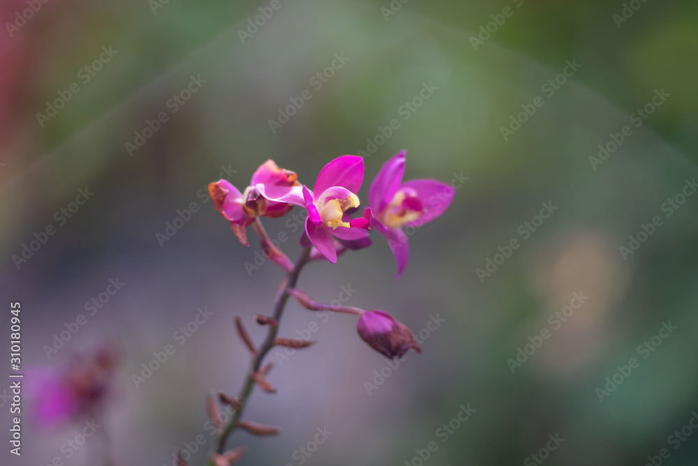 Orchidaceae orchid flower blooming as flora background