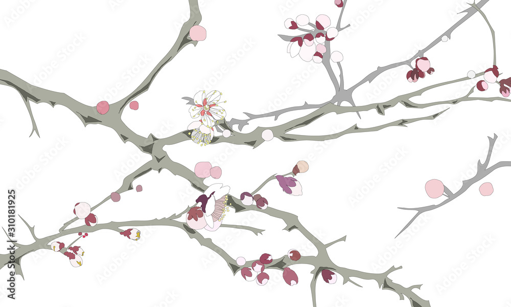 Drawing of Japanese apricot tree with flowers and buds Drawing of Japanese apricot tree with flowers and buds