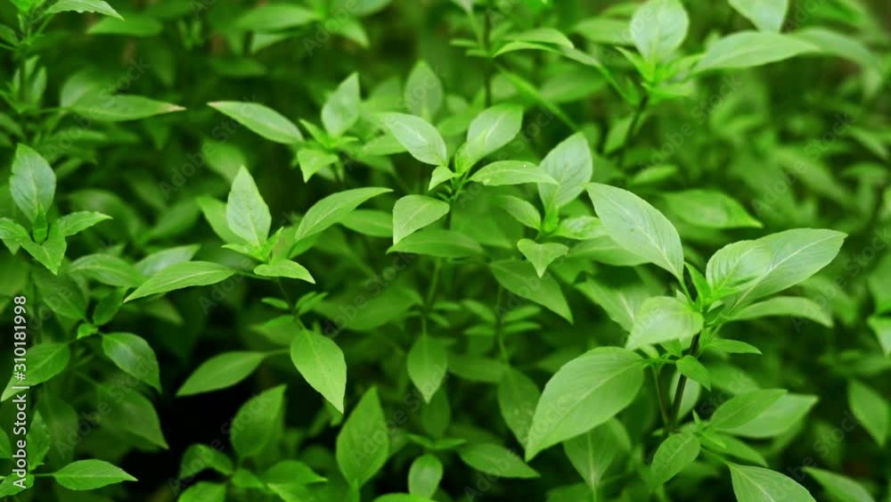Basil plant in herbs garden Basil plant in herbs garden