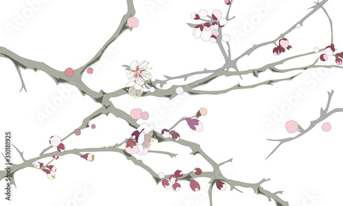 Drawing of Japanese apricot tree with flowers and buds