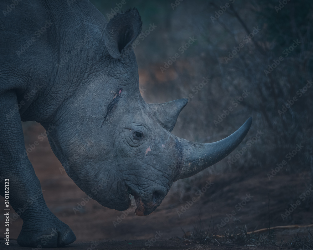Obraz premium Black Rhino Bull