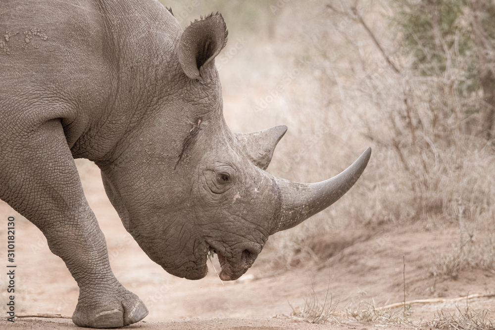 Obraz premium white rhino