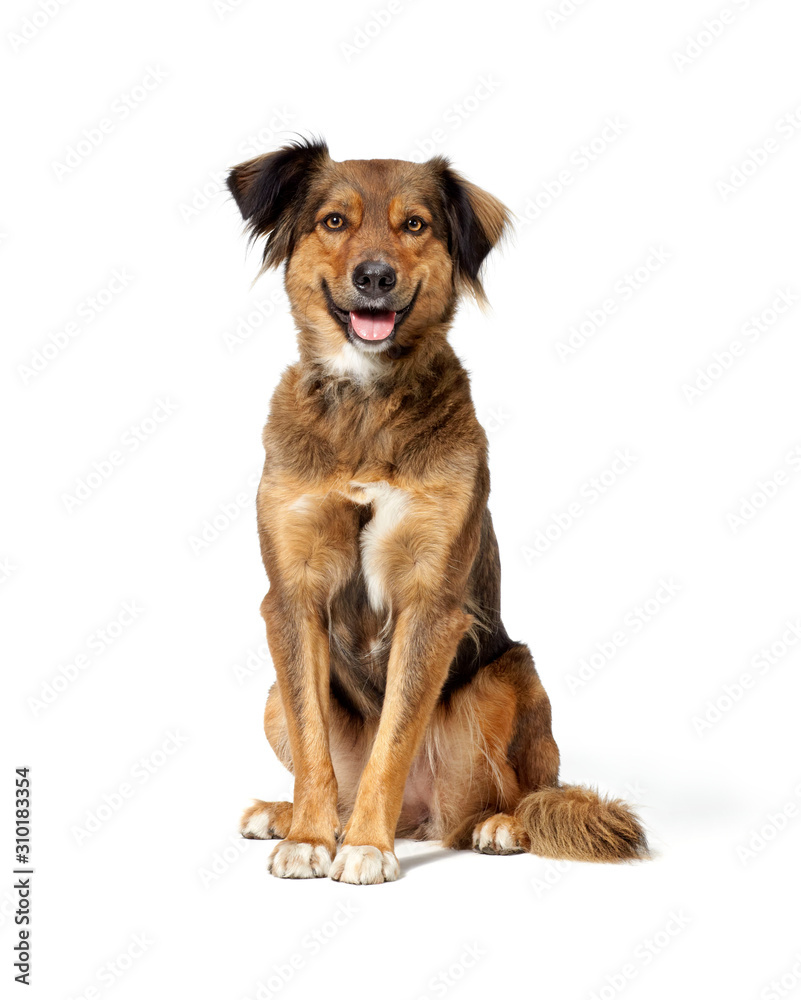 Dog Dog