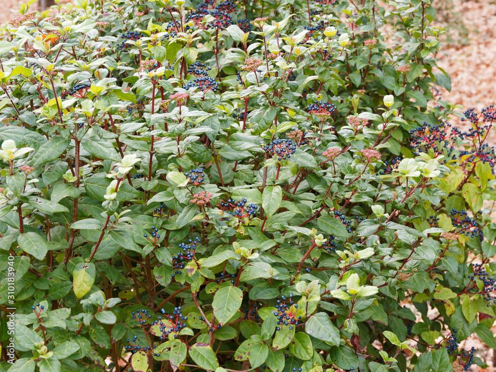 (Viburnum tinus) Lorbeerblättriger Schneeball als immergrüne