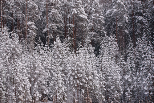 Snow covered pine trees in forest. Beautiful winter day.