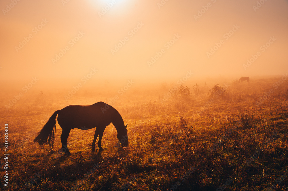 Dark Horse silhouette. Wild animal grassing on autumn meadow in warm sunrise light. Dark Horse silhouette. Wild animal grassing on autumn meadow in warm sunrise light.