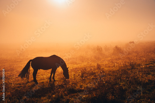 Dark Horse silhouette. Wild animal grassing on autumn meadow in warm sunrise light. © kovop58